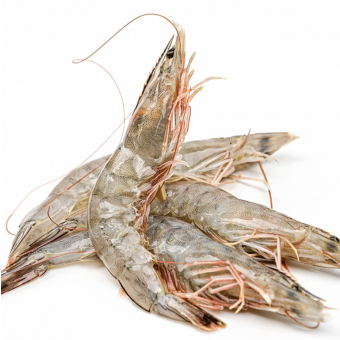 흰다리새우,중하새우 20미