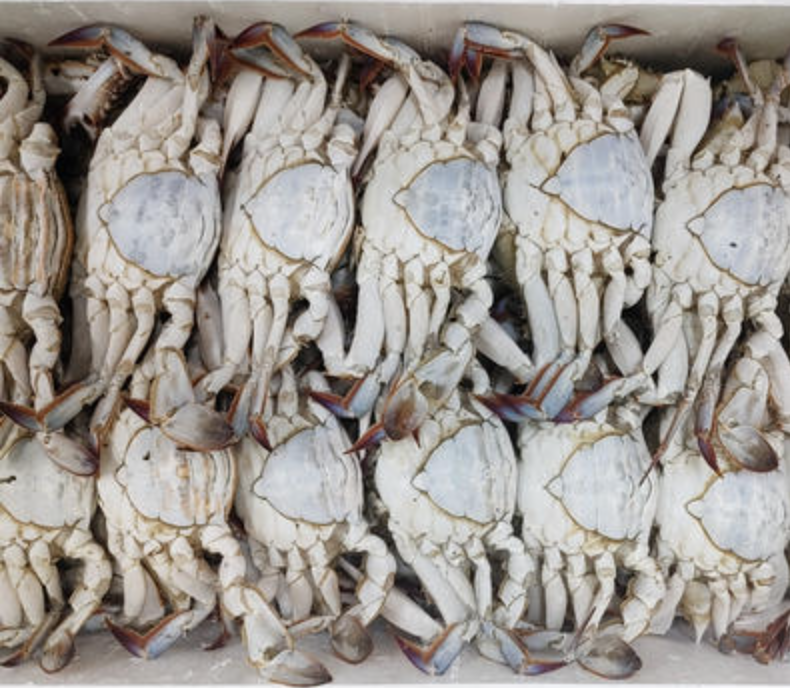 국내산 암꽃게 대