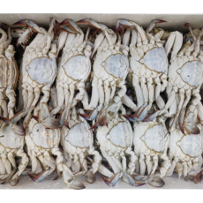 국내산 암꽃게 대