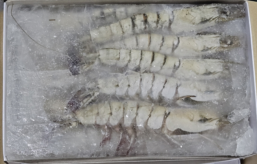 블랙타이거새우, 냉동얼룩새우 15미 (말레이시아, 대하새우)