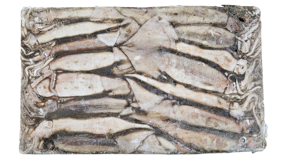 선동 포크오징어 (채낚, 원양산) M