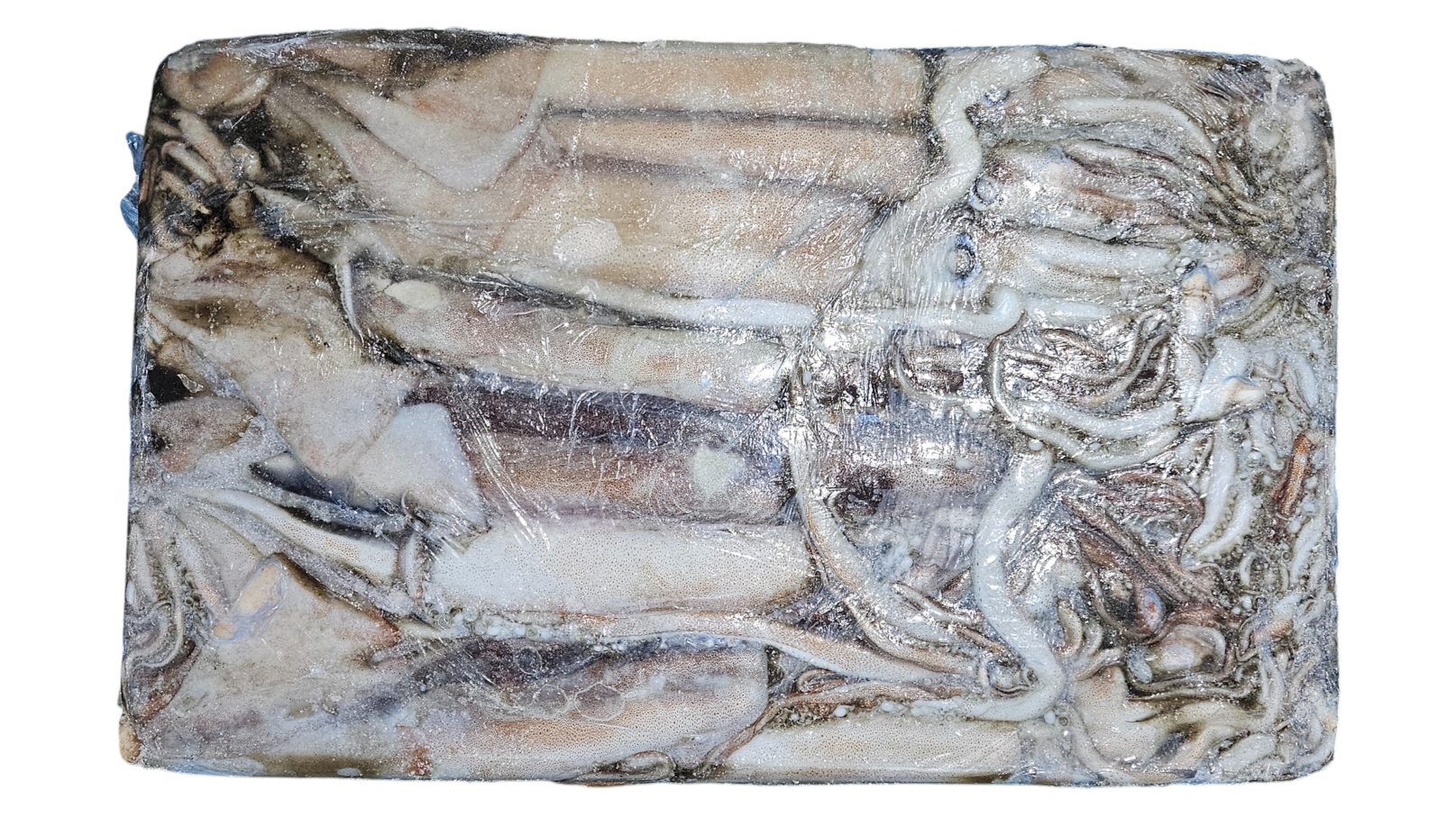 뉴질랜드 선동 오징어 (뉴지 오징어) 2L