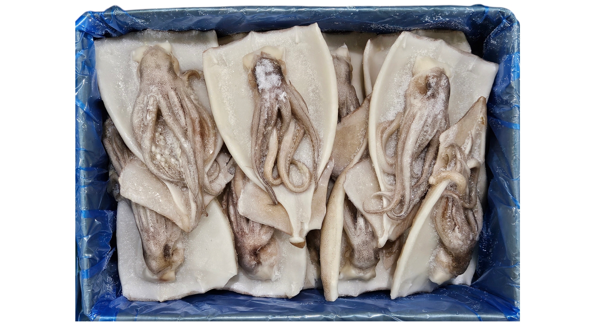 손질오징어 (할복오징어, 무탈피) 16/19미