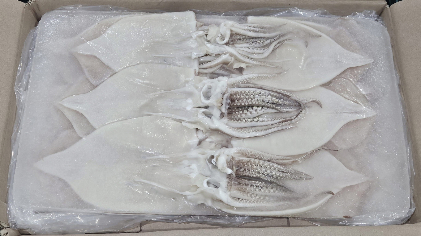 원양산 할복 오징어 15/16미 (탈피)