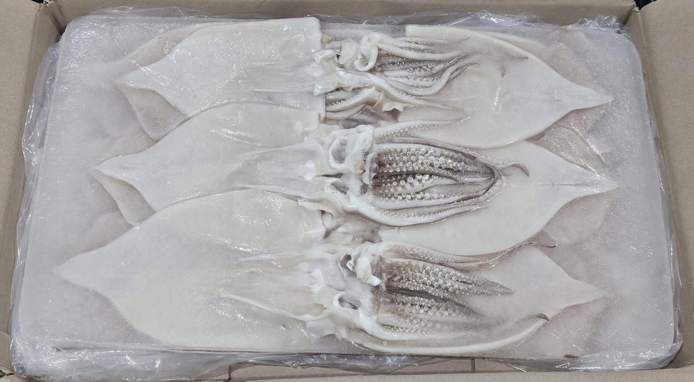 원양산 무탈피 할복 오징어 15/16미