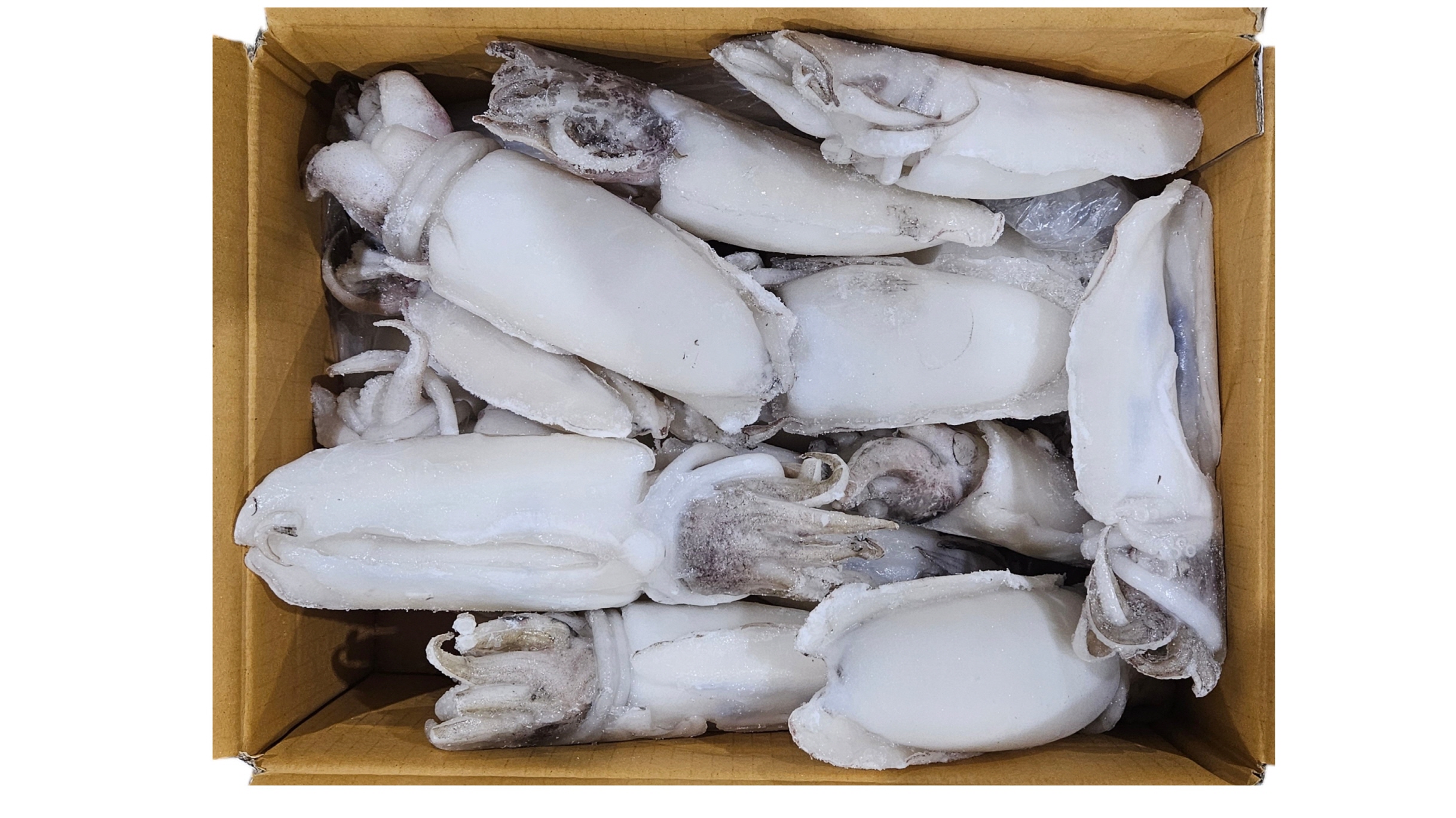 갑오징어/갑살 홀클린 200/300 (태국)