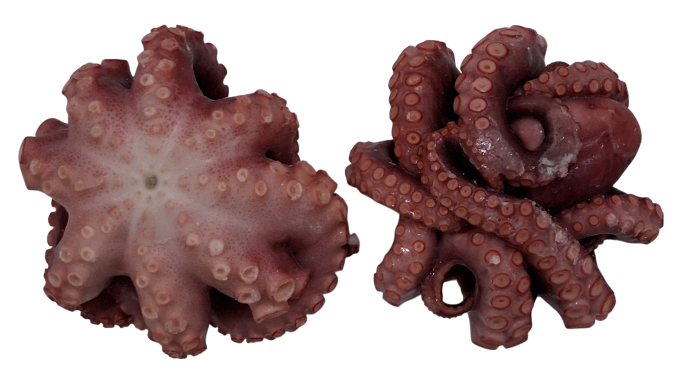 냉동 자숙문어 300/500 (32미) 내외 (모리타니아)