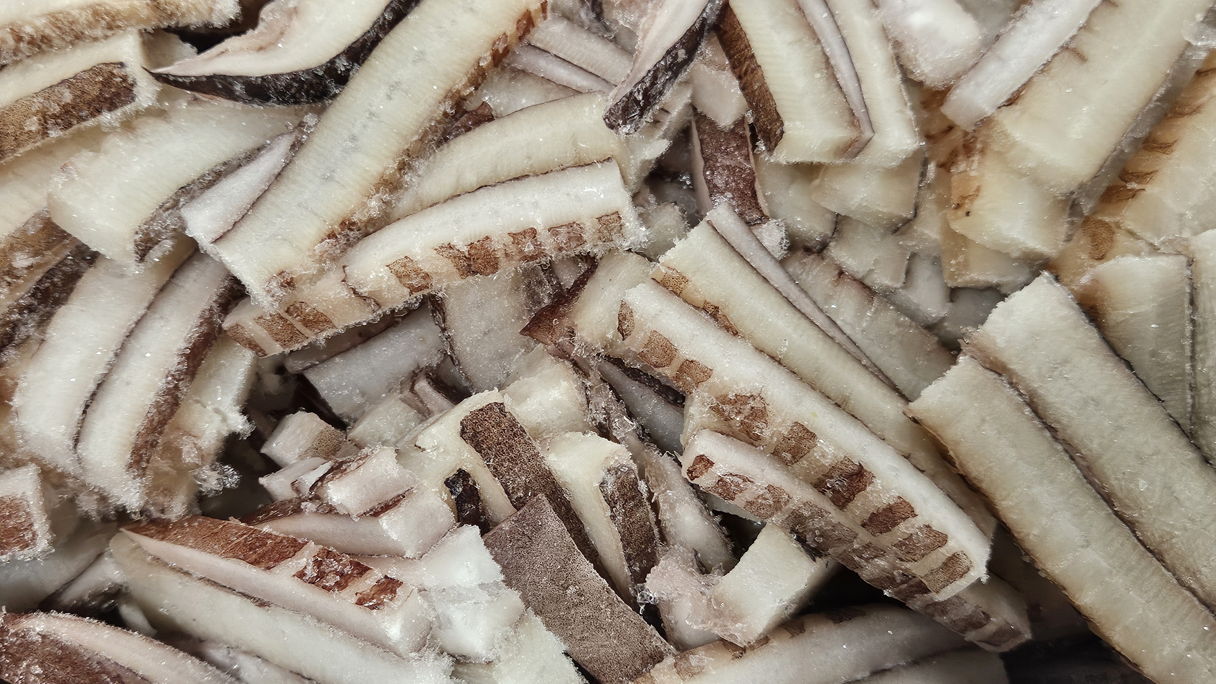 무라 귀채 (칼집O) / 페루 / 대왕오징어 귀채 / 귀칼집채