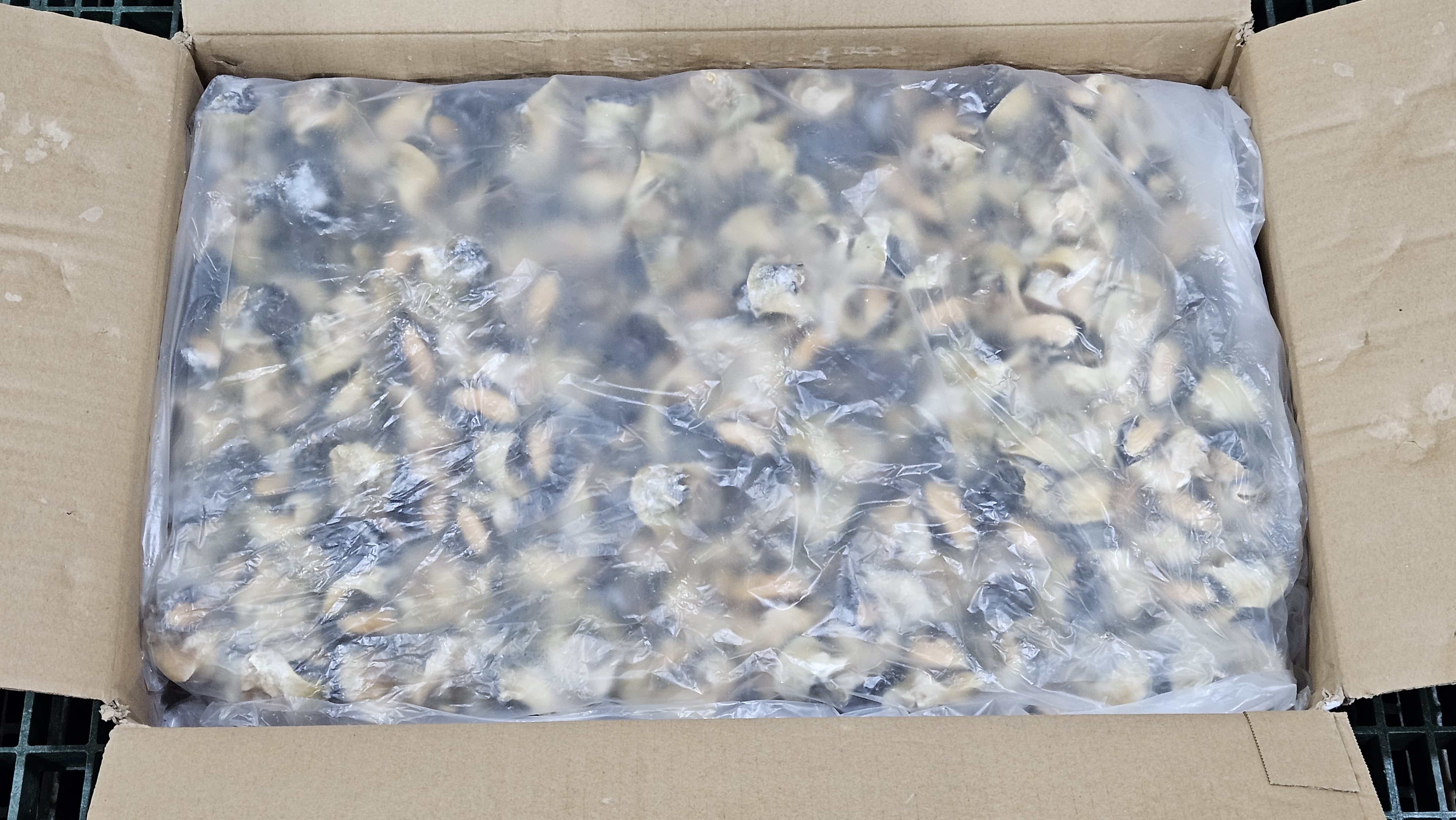 자숙 참소라살 (피뿔고둥살, 튀르키예) L