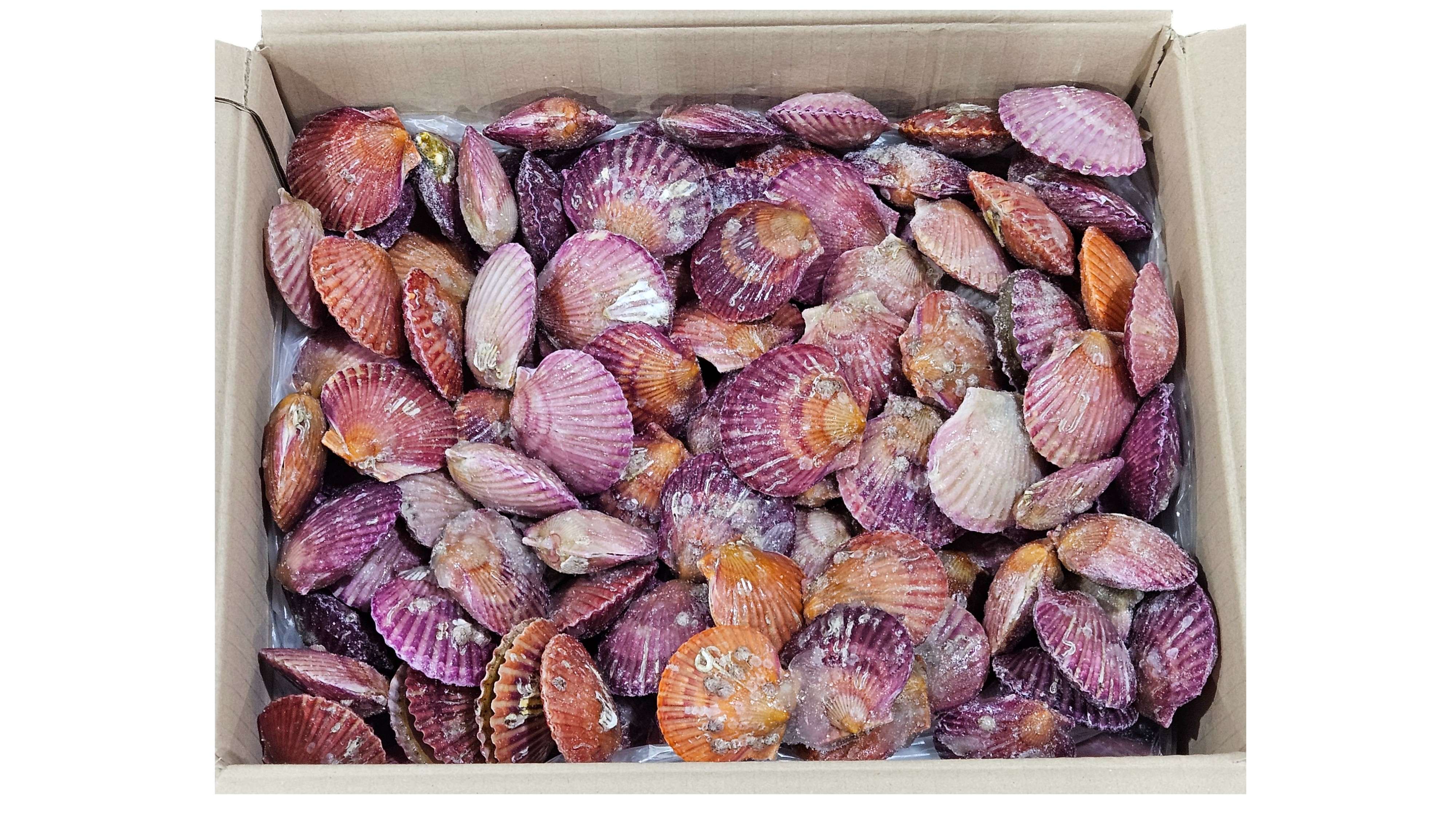 냉동 홍가리비 (국내산)