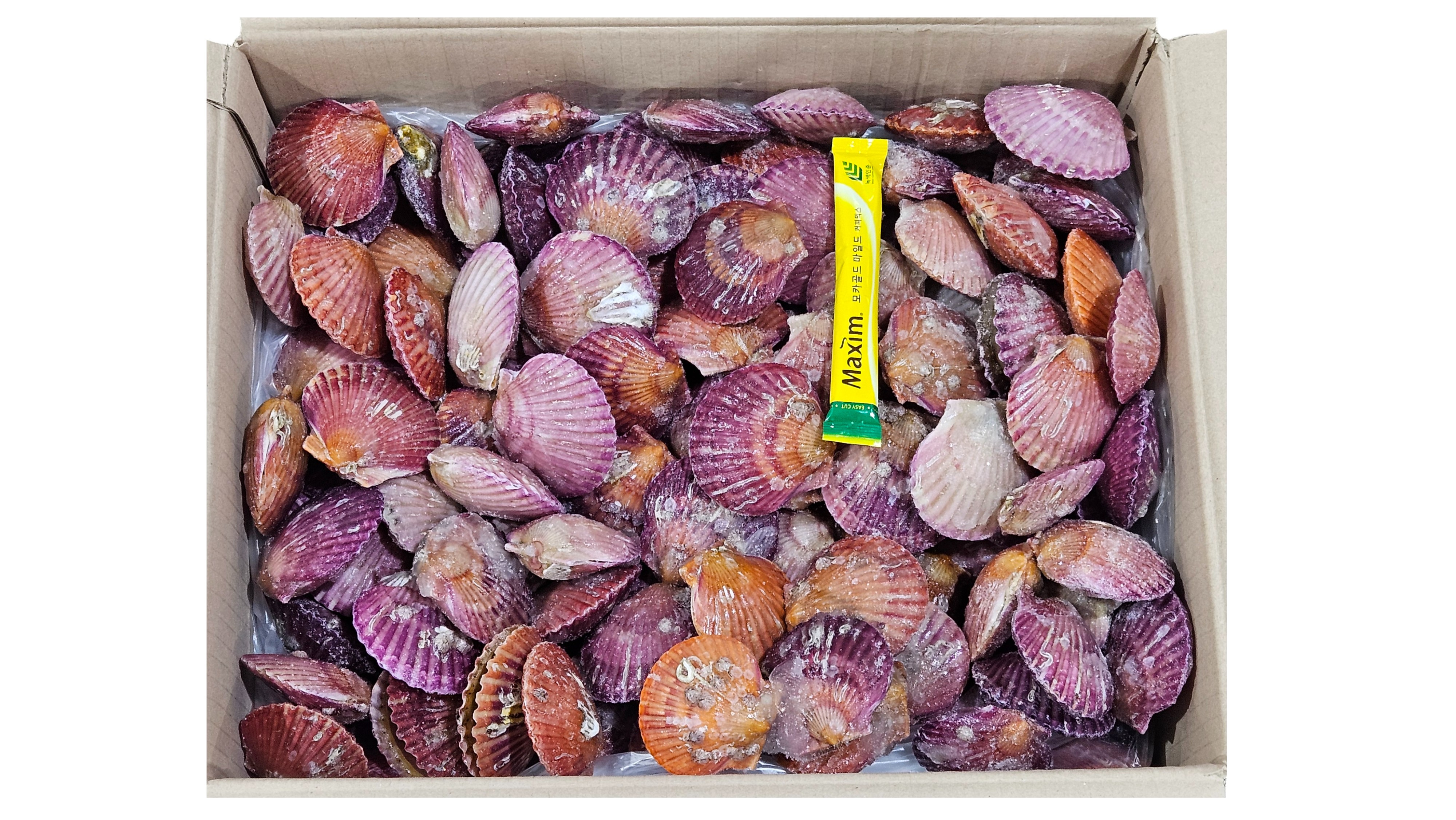 냉동 홍가리비 (국내산)