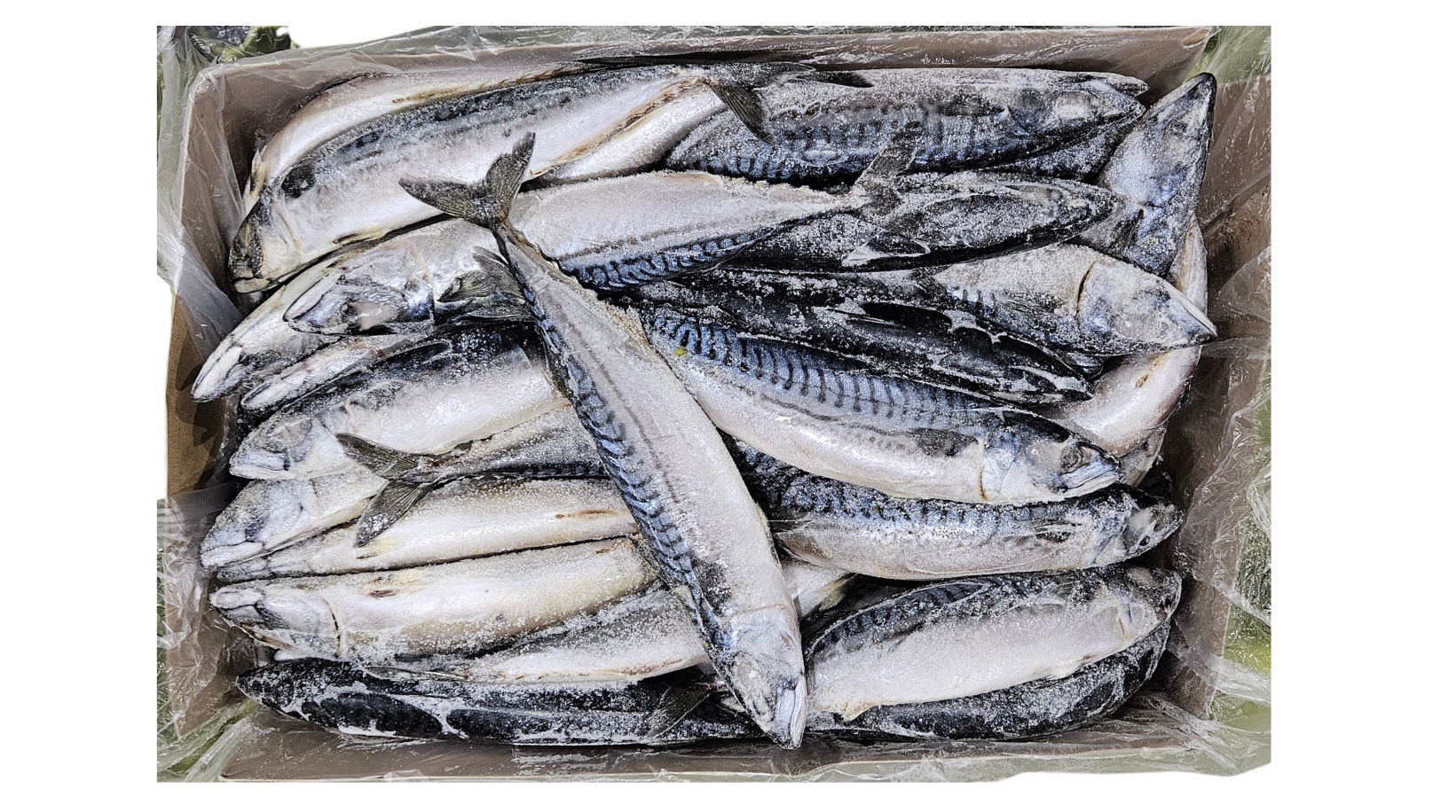 노르웨이 원물 고등어 400/600