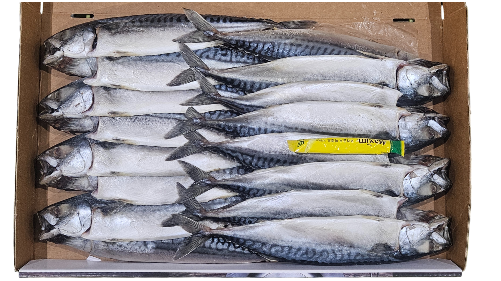 노르웨이 자반고등어 8손 대 (동아)