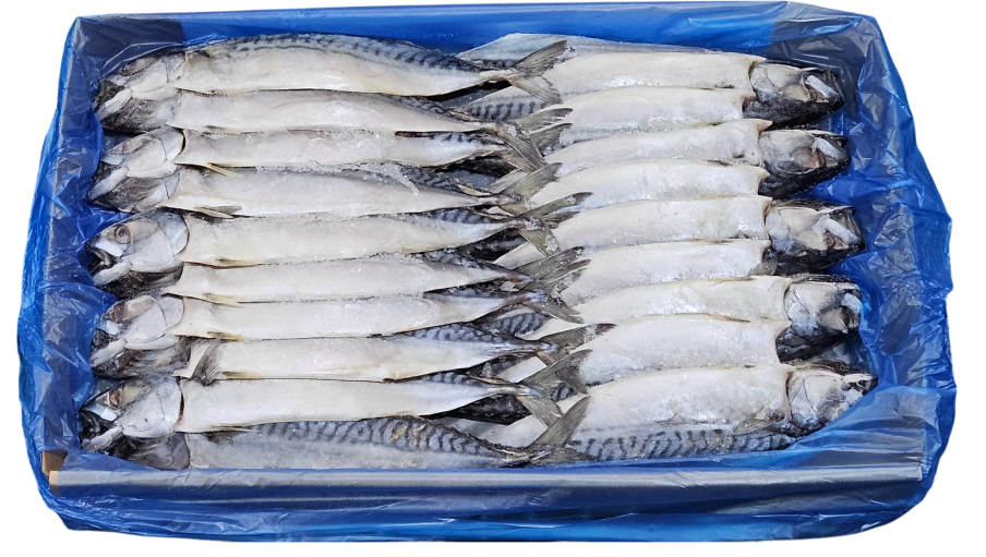 노르웨이 자반고등어 10손 대 (나라)