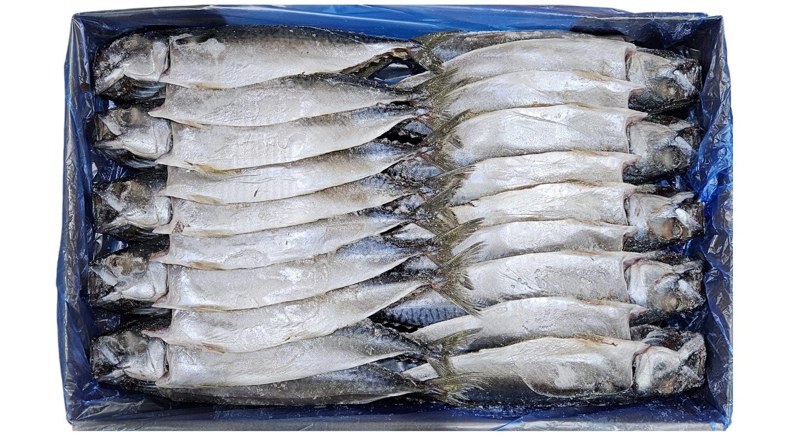 국내산 자반고등어 20손 대 (나라)