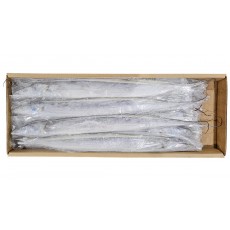 오만 갈치(채낙) 400/500