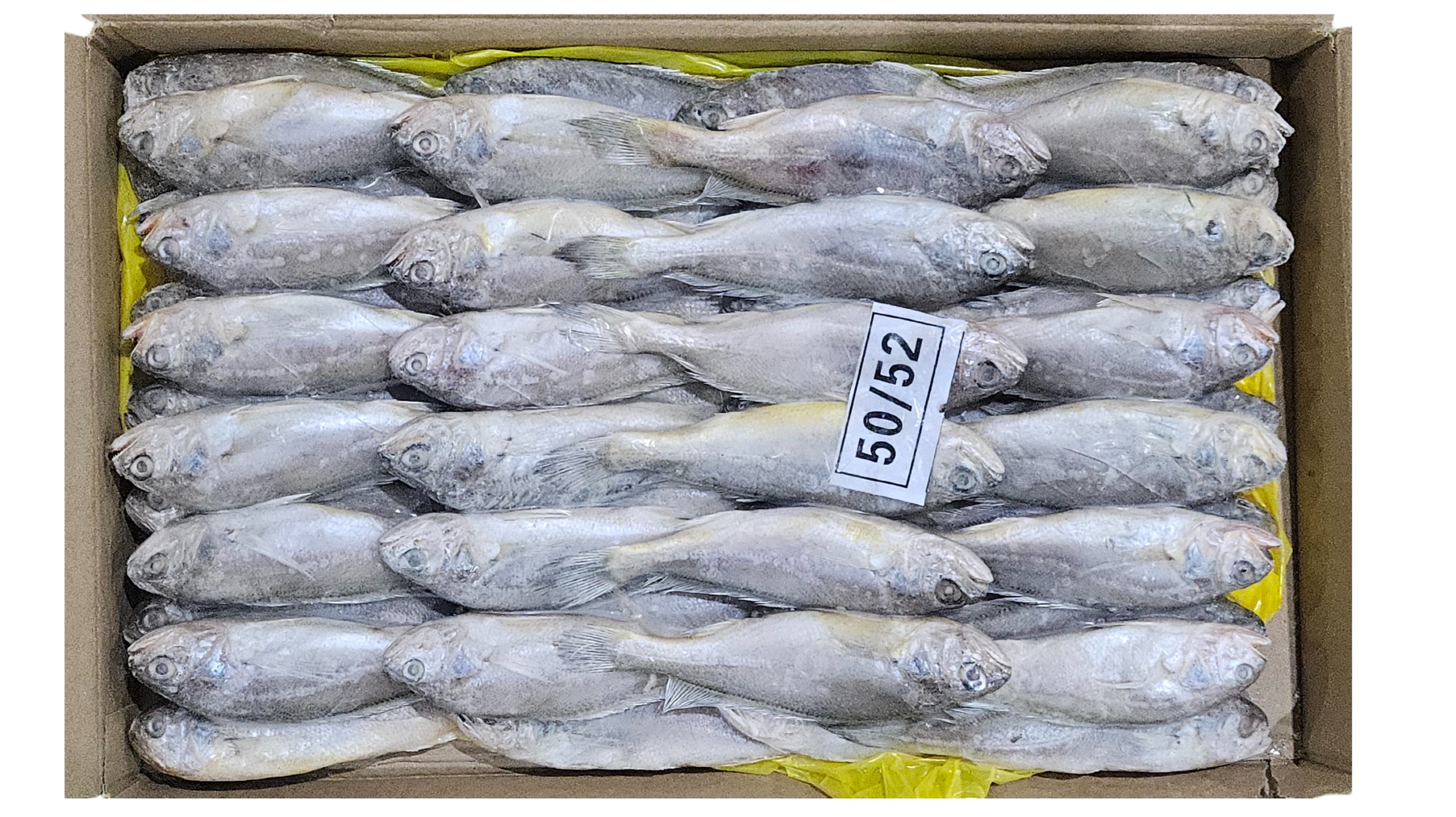 참조기 (봉화) 50/52미