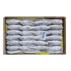 참조기 (봉화) 50/52미