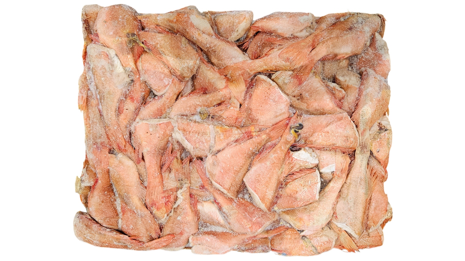 두절 적어 3S(열기, 장문뽈락) 80/100 , 포르투갈