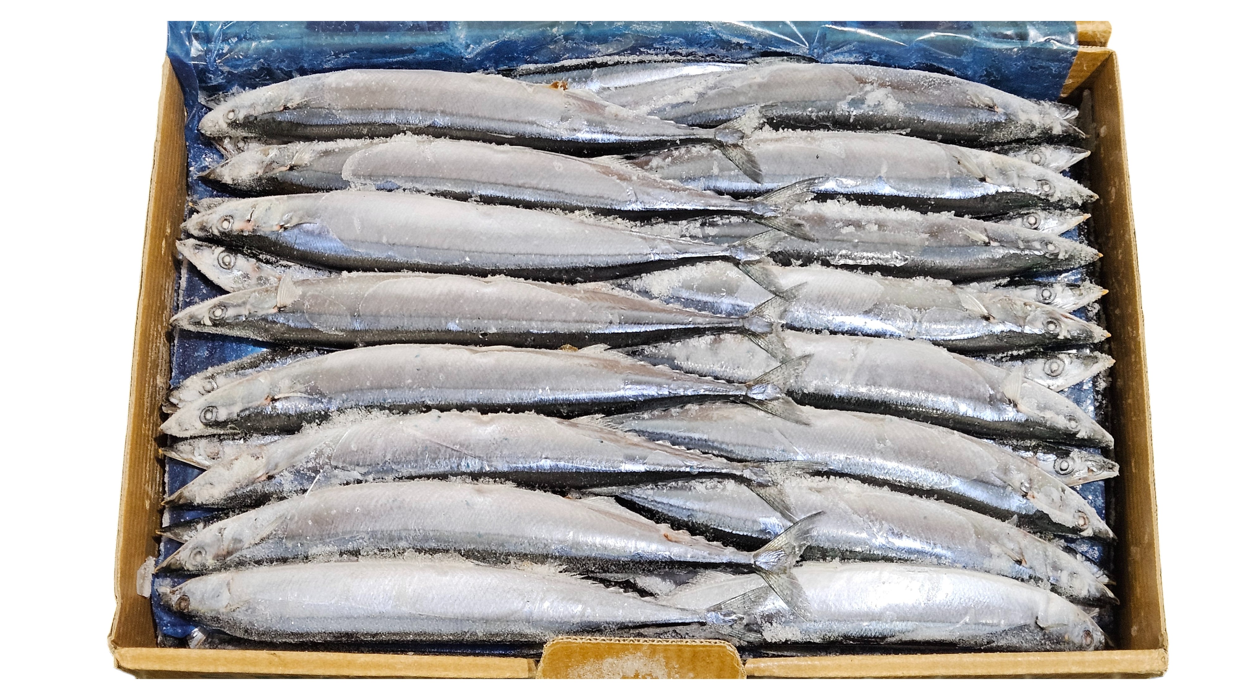 꽁치 1번 (2L) _ 대만