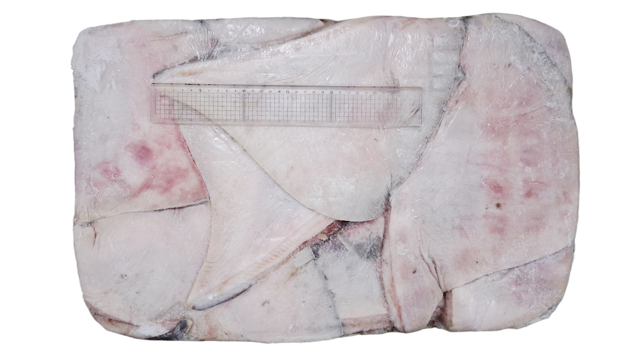 가오리 날개 (무탈피) 1000up _ 러시아