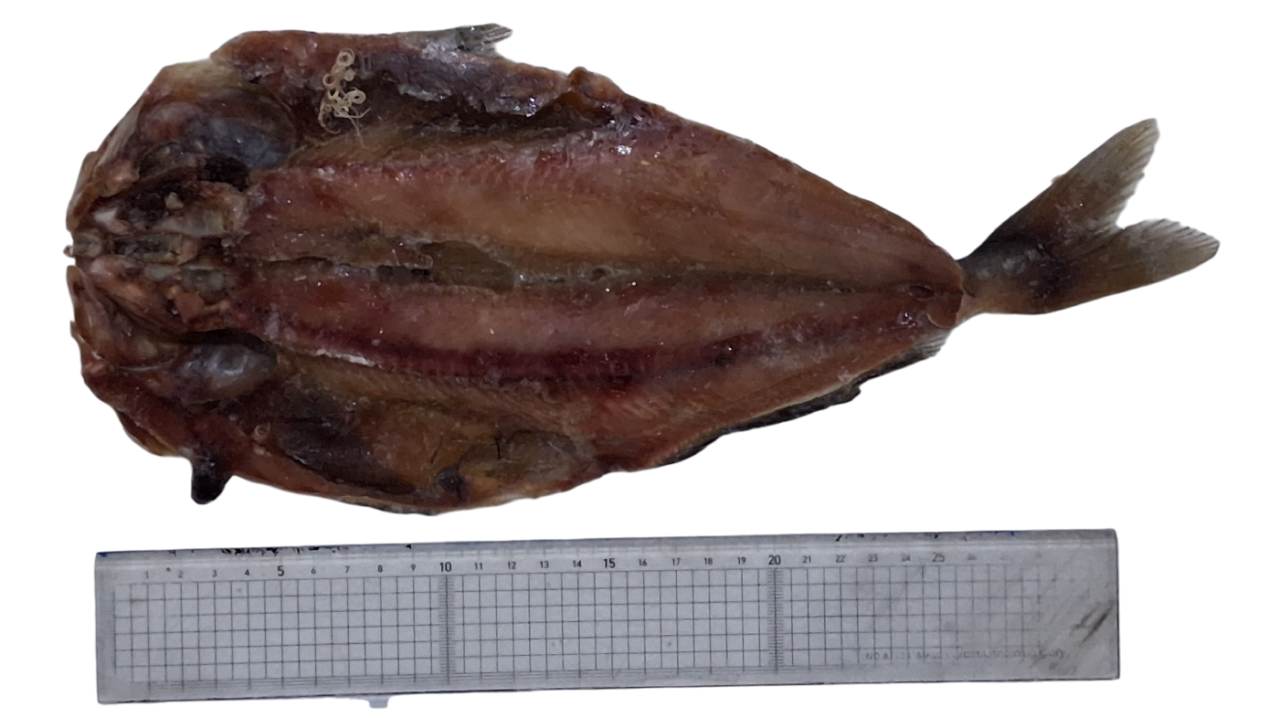 손질임연수(할복, 버터플라이) 11미