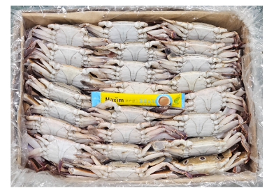 국내산 암꽃게 (중) 38/42미 (10kg, 선별제품)