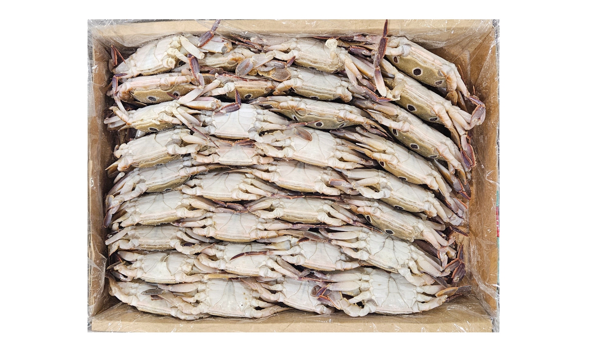 파키스탄 삼점게(숫게) 80/100 (6kg, 60미 내외)