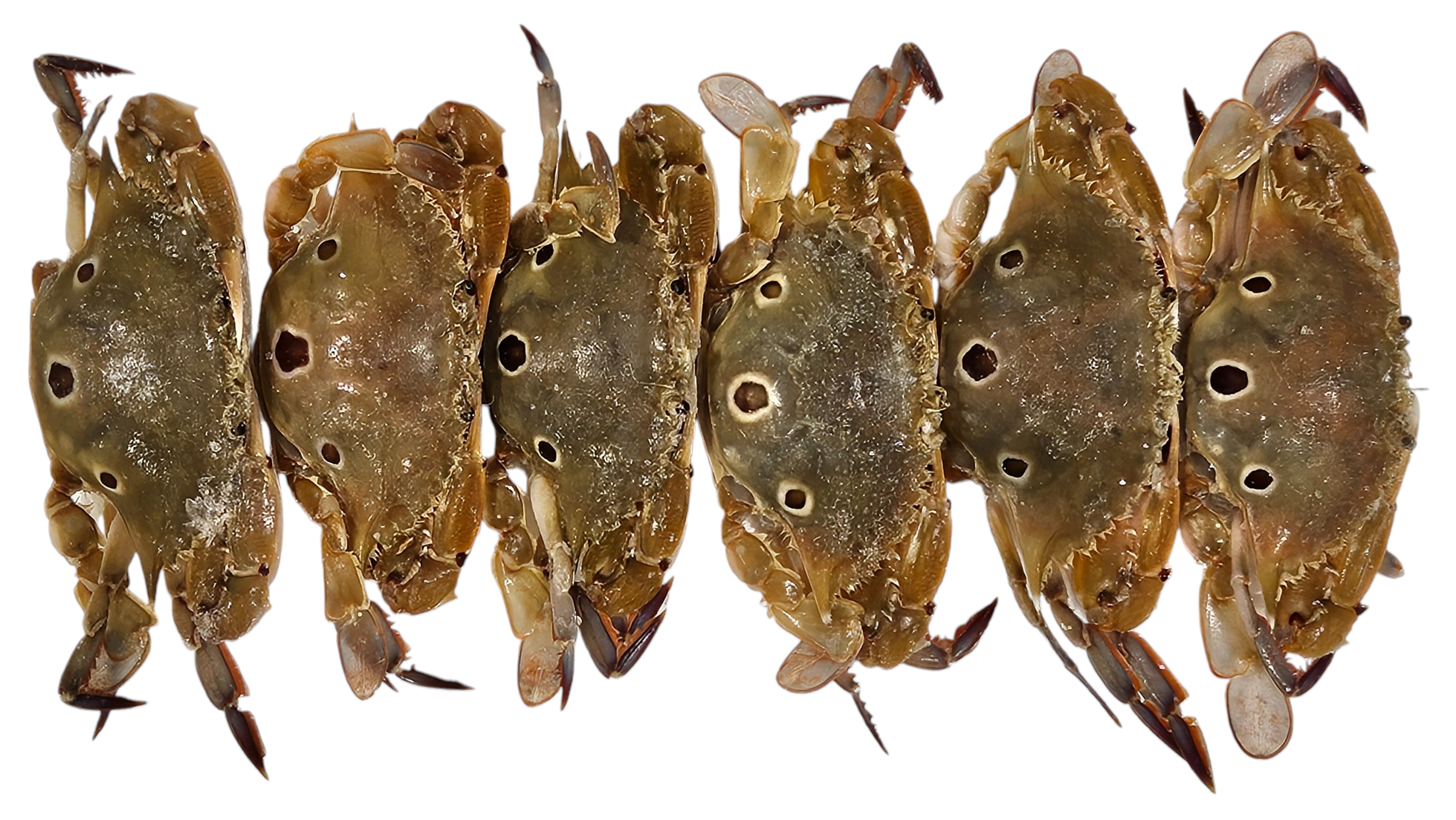 파키스탄 삼점게 (암게) 80/100