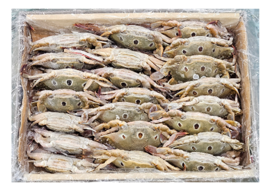 파키스탄 삼점게 (암게) 100/150