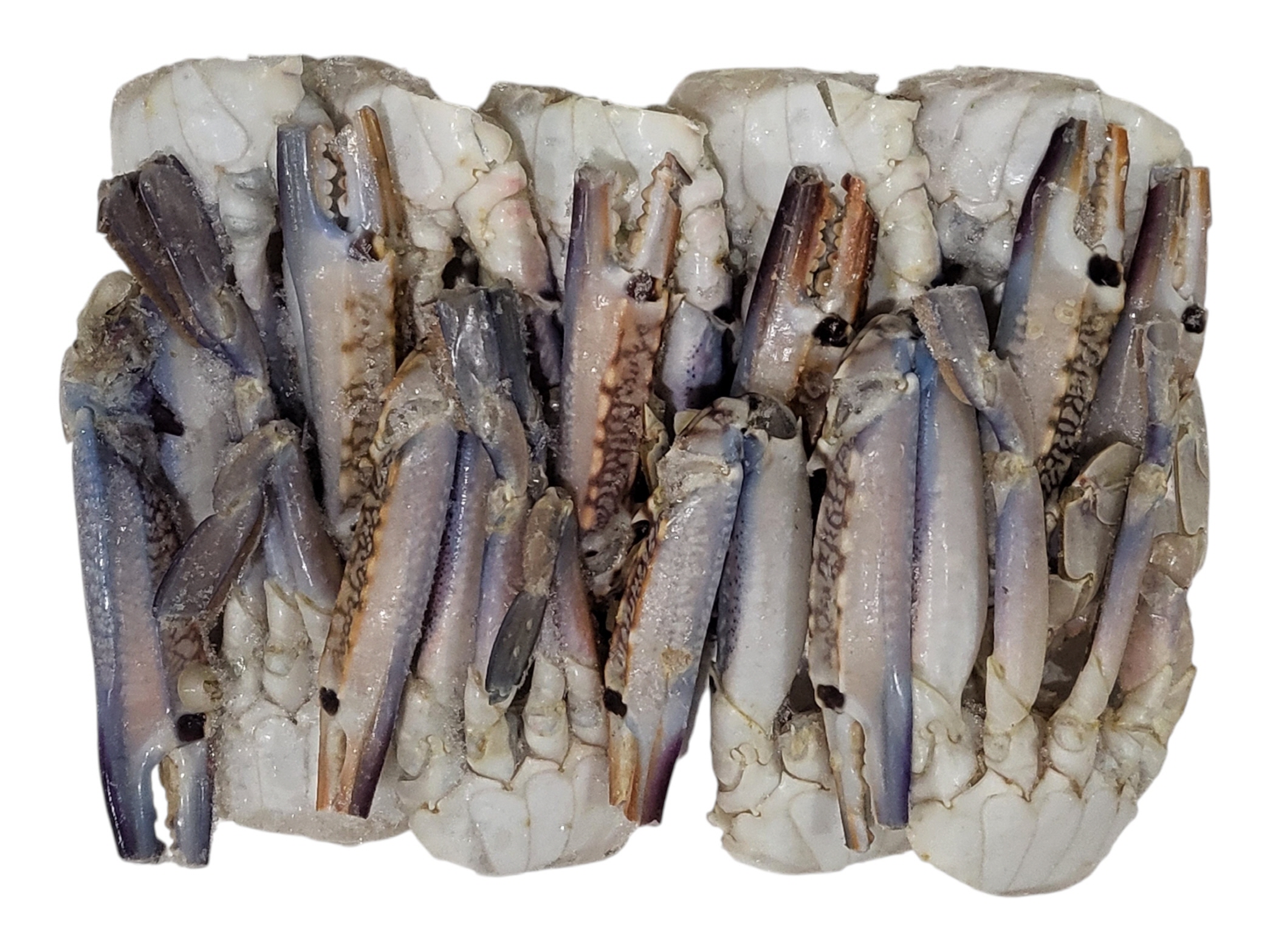 바레인 절단꽃게 L