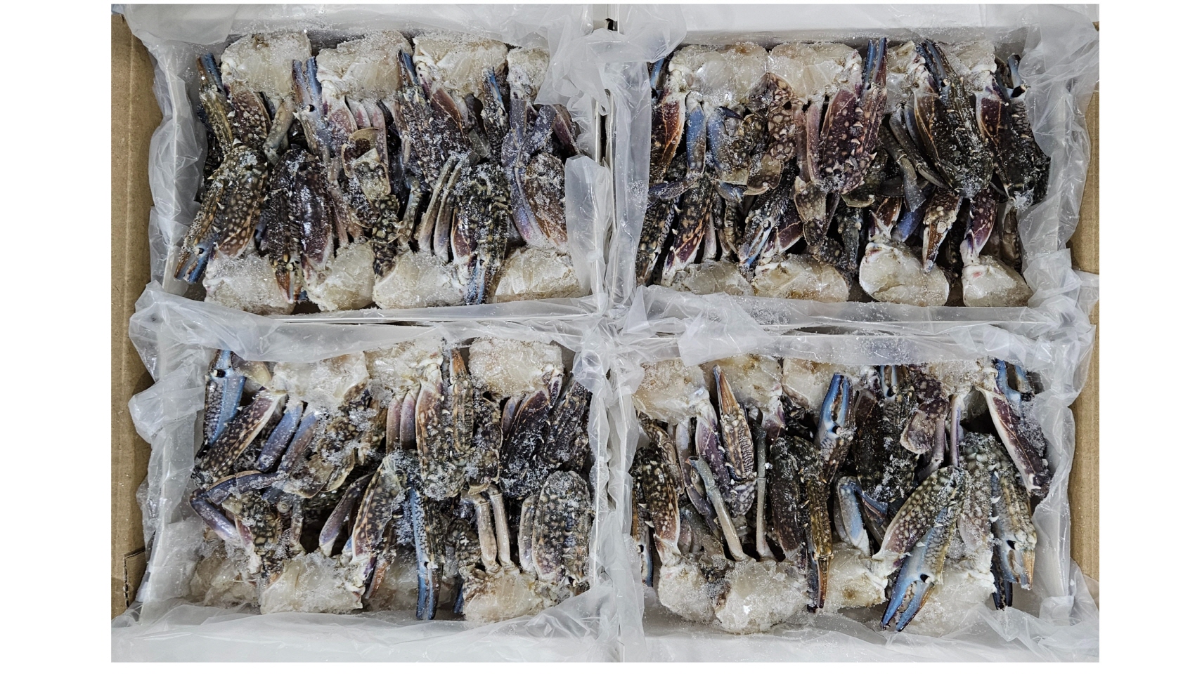 바레인 절단꽃게 S