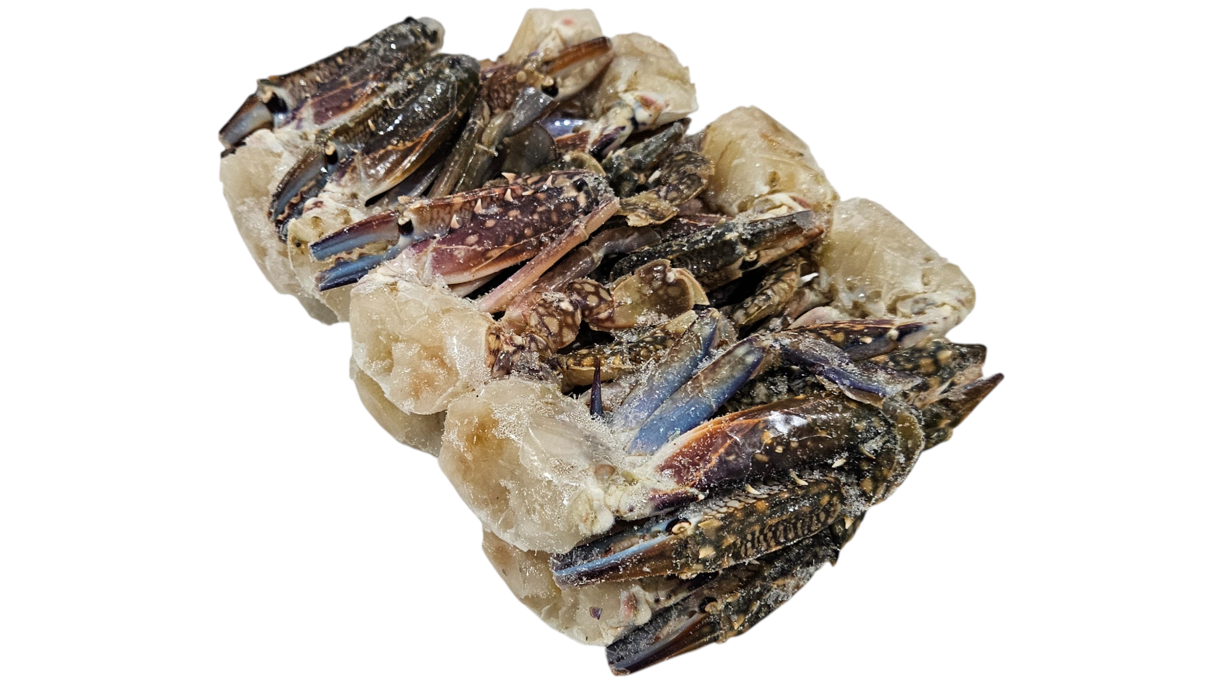 바레인 절단꽃게 S