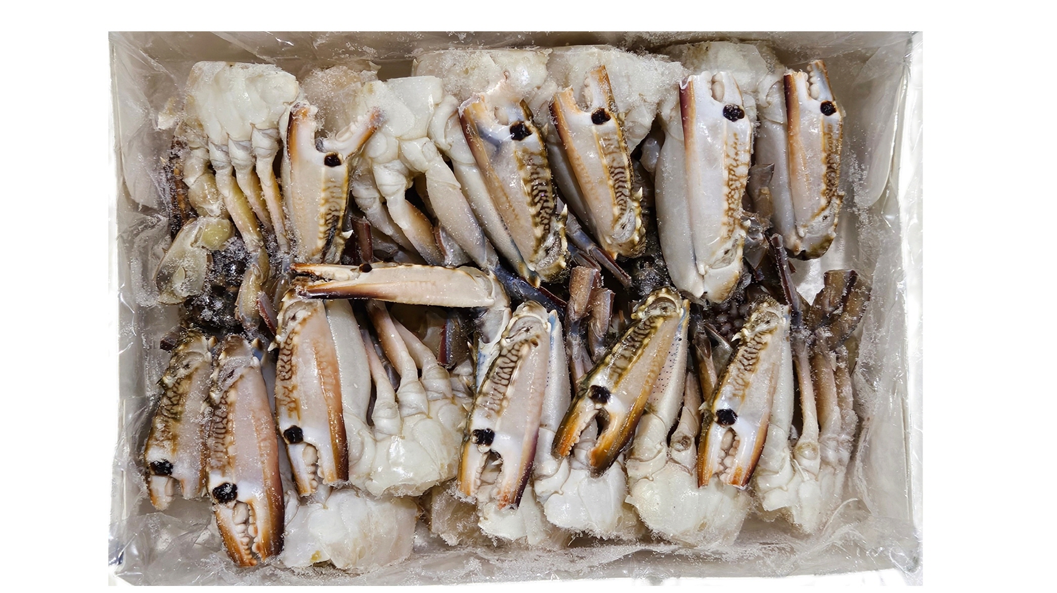 바레인 절단꽃게 2S