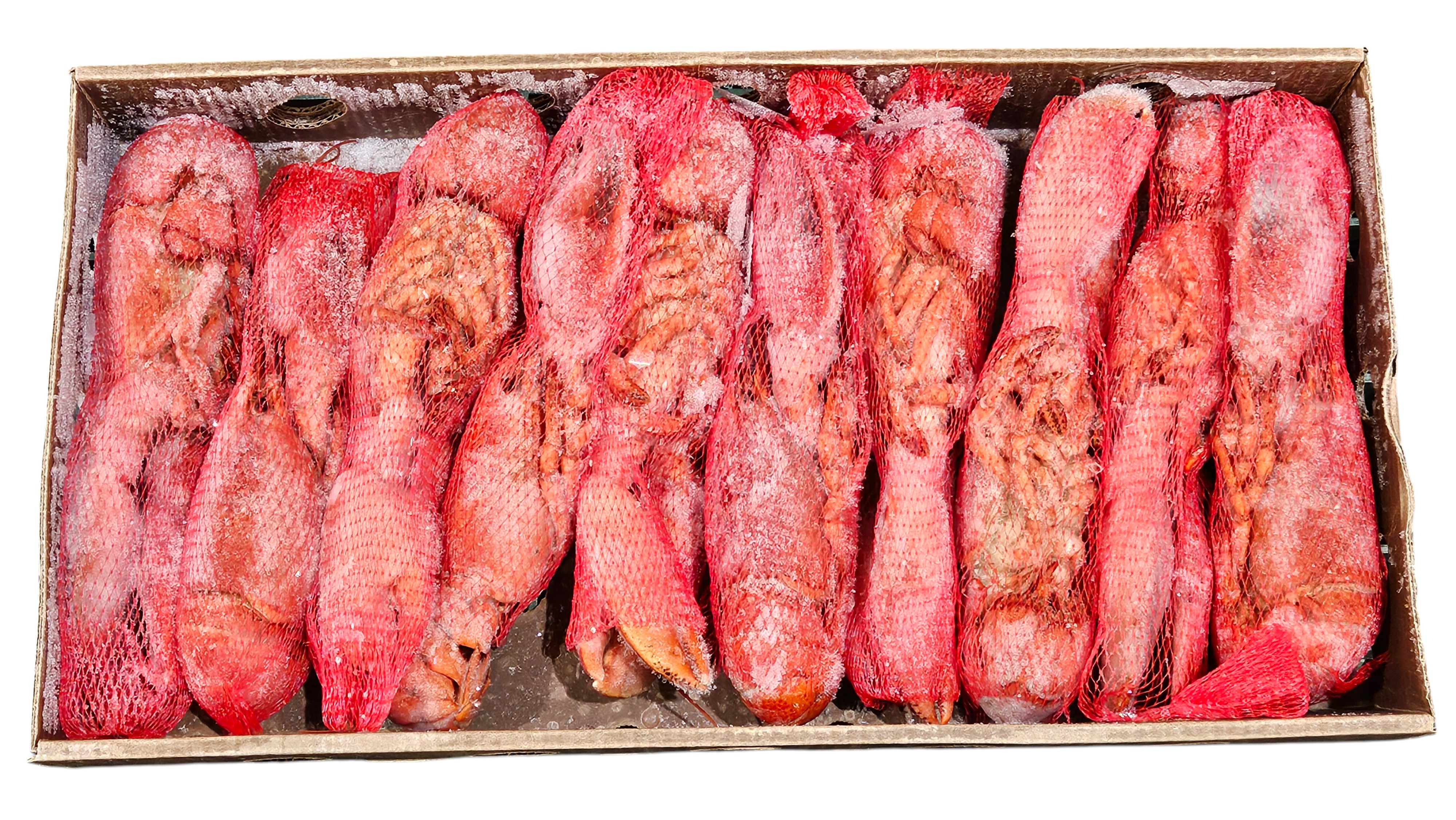 자숙랍스터(자숙 바닷가재) 450/500