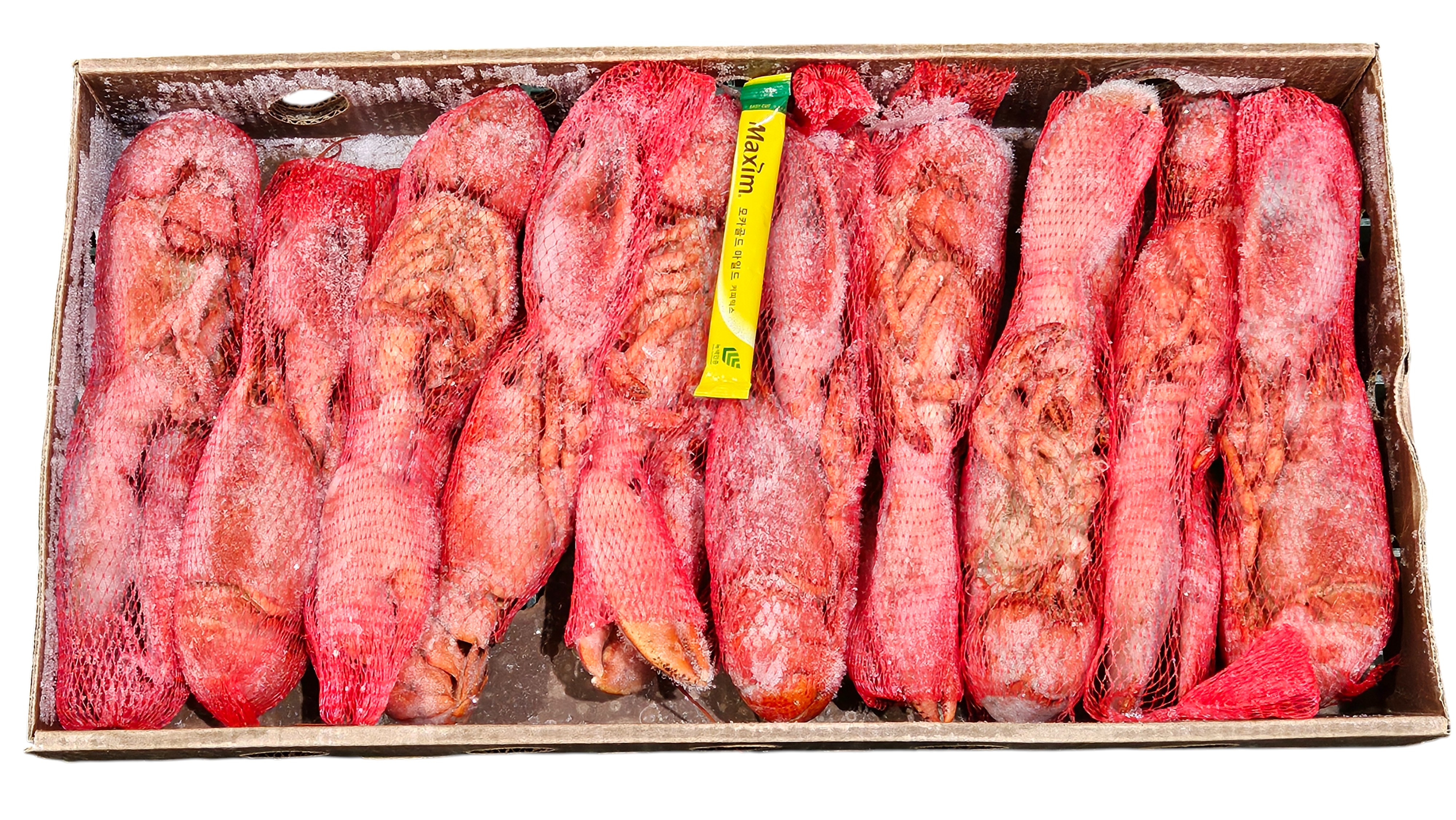 자숙랍스터(자숙 바닷가재) 450/500